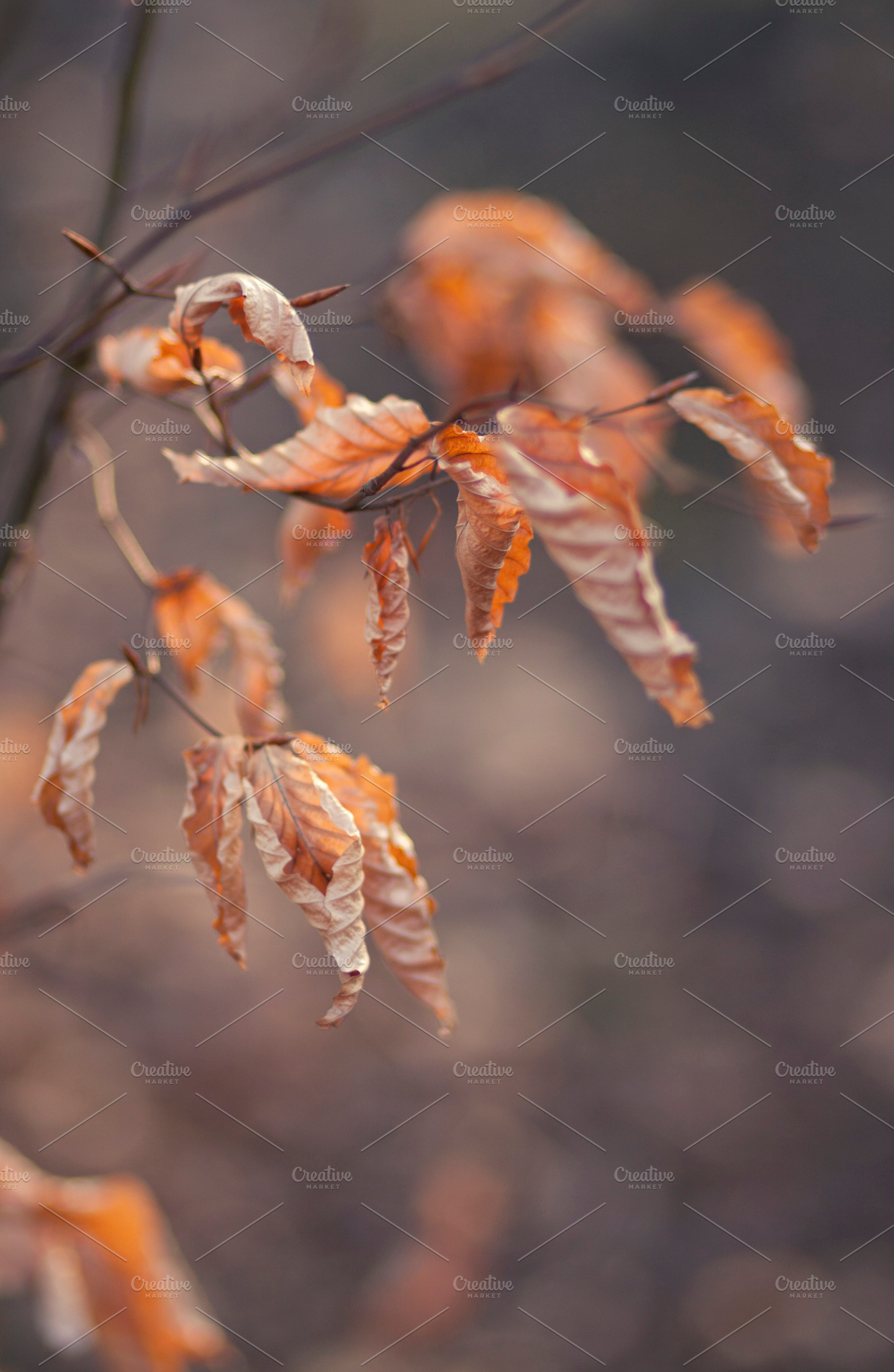 Autumn leaves containing autumn, leaves, and colors, a Nature Photo by BonVoyage