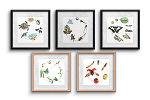 Watercolor Life Cycle Poster Bundle