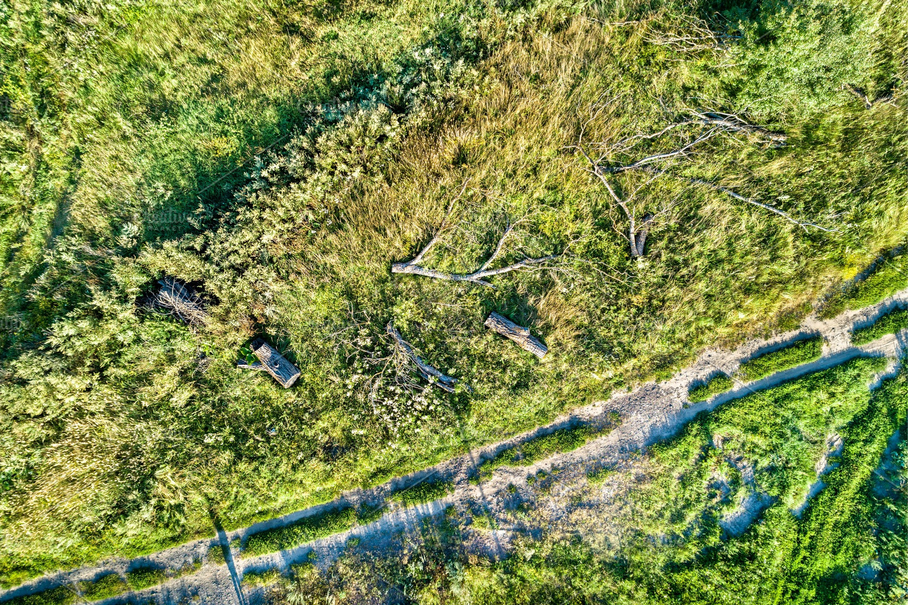 Fallen trees near a dirt road in, a Nature Photo by Leonid Andronov
