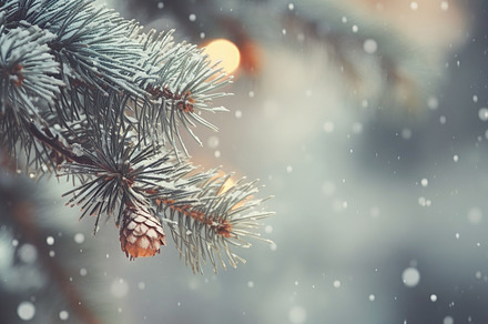 Snowy Pine Tree Branch. Winter Enchantment Background, a Holiday Photo by Iconogenic