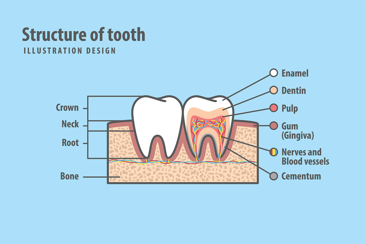 Structure of tooth illustration, an Education Illustration by Paladjai