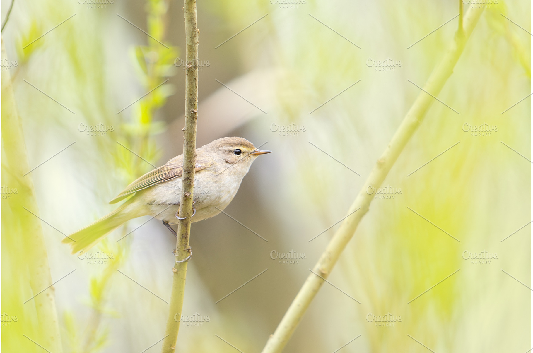 A small Willow Warbler Phylloscopus, an Animal Photo by Pakosta