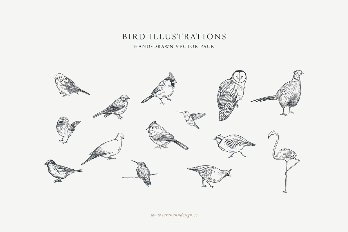 Bird Illustrations: Vector Pack, an Illustration by Sarah Ann Design (Photo 1 of 6)