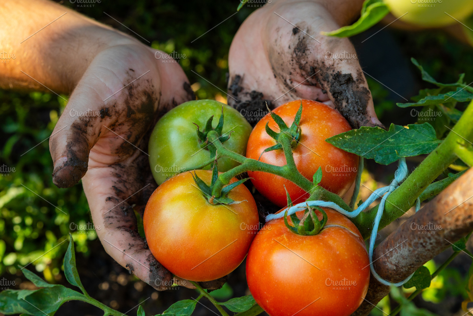 Hands Harvesting Ripe Tomatoes, a Nature Photo by Ales Munt