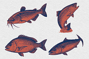 Vintage Fish Engraving, an Animal Illustration by Kaizla03 (Thumbnail 7 of 7)