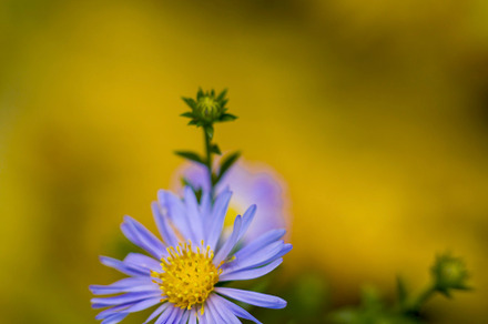 Astra winter flowers sunny day macr containing nature, flower, and garden, a Nature Photo by oleghz