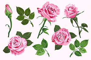 Pink vector roses elements set