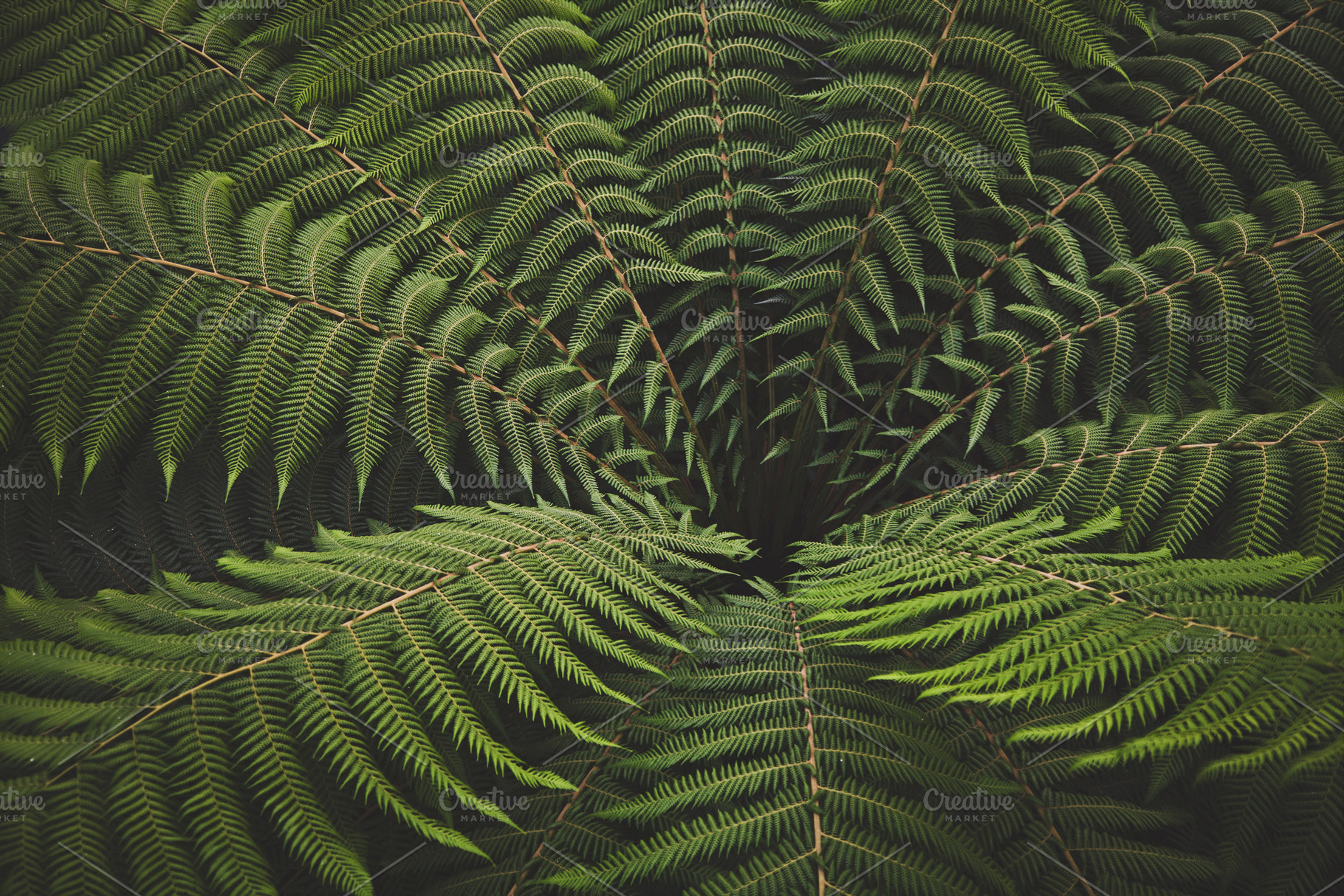 iseeyouflower treefern, a Nature Photo by ISEEYOUPATTERN