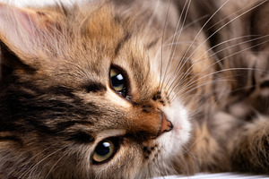 Adorable fluffy cat with long whiskers and vivid green eyes, lying down in soft, an Animal Photo by Ales Munt