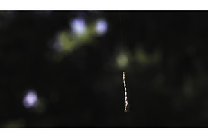 The Caterpillar Hangs On A Silk