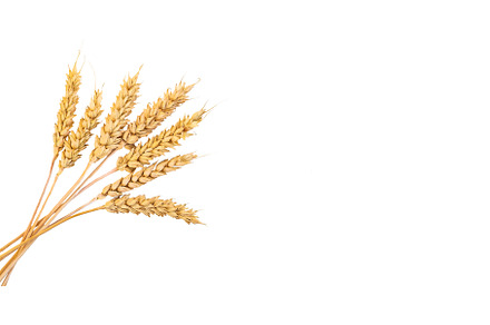 spikelets of wheat isolate on white, a Food & Drink Photo by yanadjana