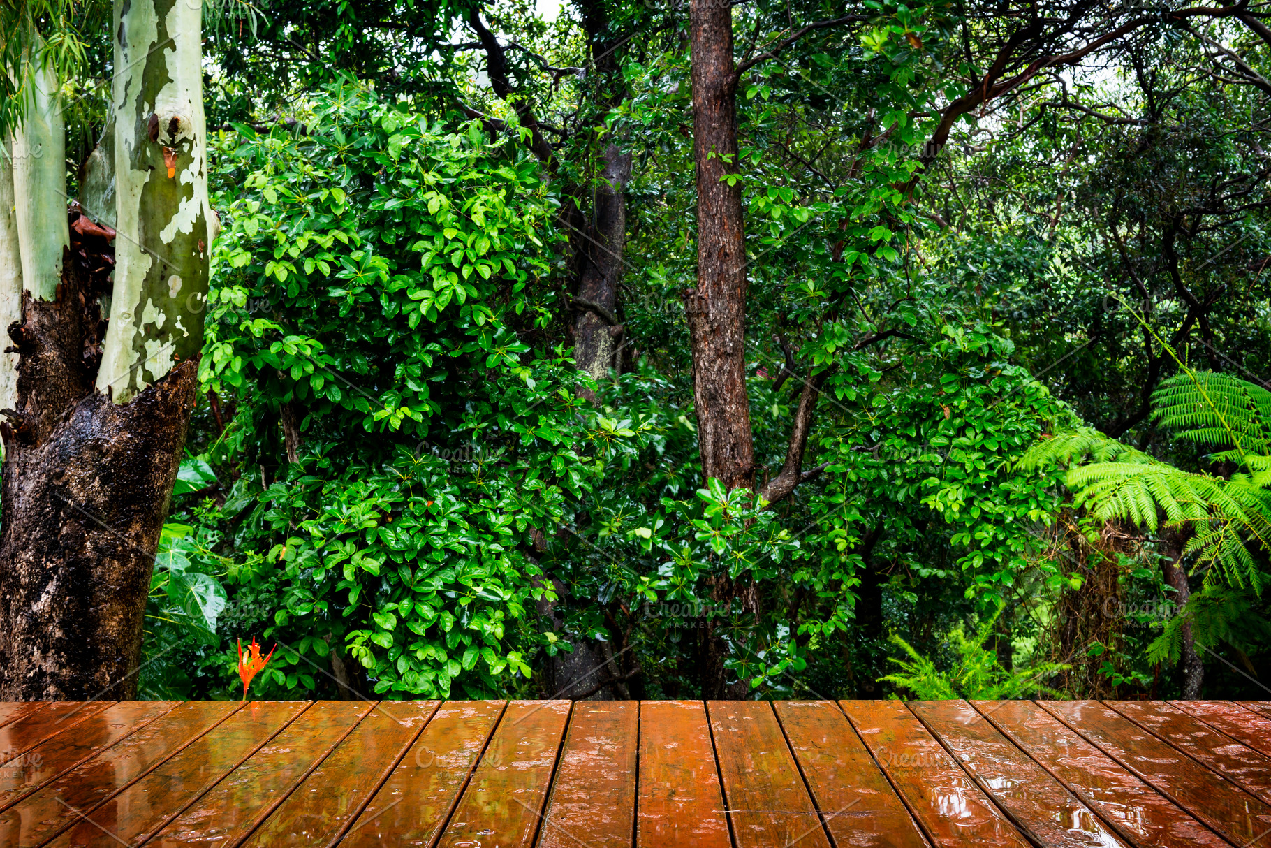 Wooden Floor and Forest, a Nature Photo by THP Creative