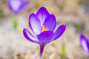 Macro shot of spring violet flower crocus, a Nature Photo by Vapi