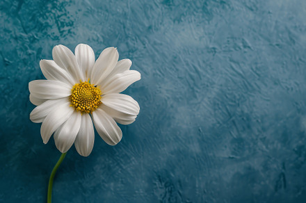 A white daisy with delicate petals a, a Photo by Tanuart