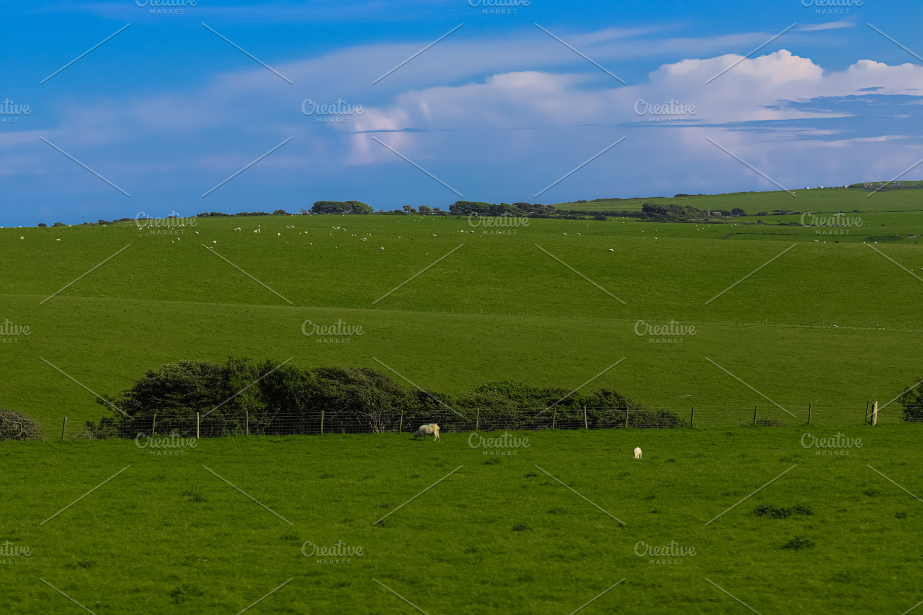 Rolling green hills with grazing sheep under a blue sky, rural farm landscape., a Photo by Studio ANNA