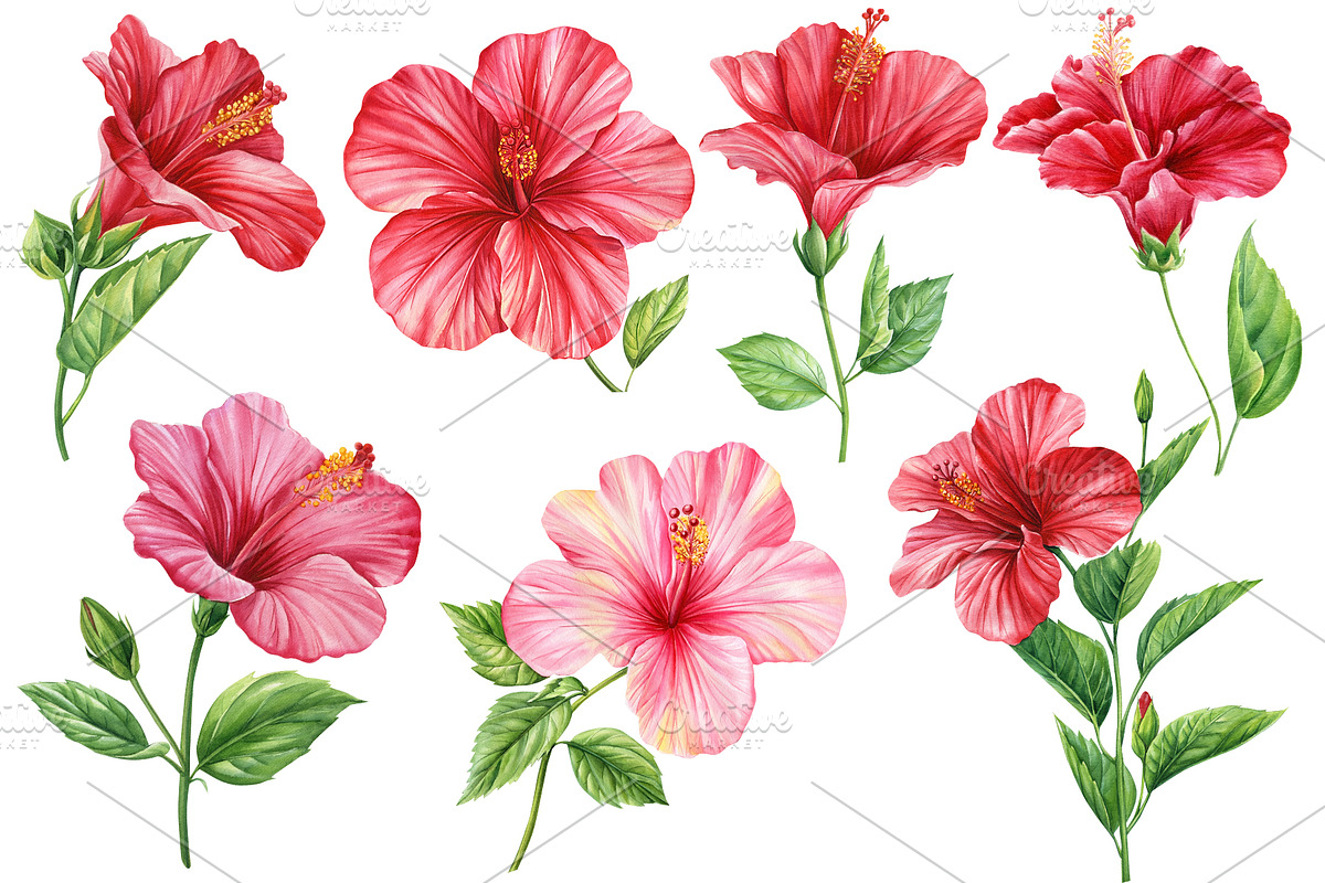 Watercolor tropical hibiscus flowers, an Object Illustration by Hanna Hryharenka (Photo 4 of 18)