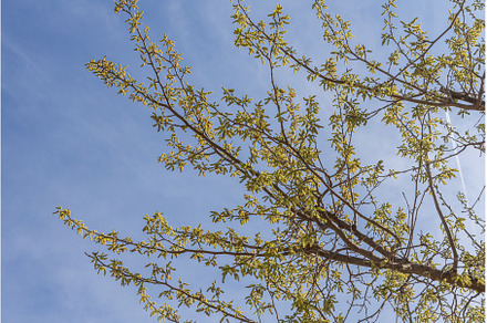 A beautiful mulberry tree with green