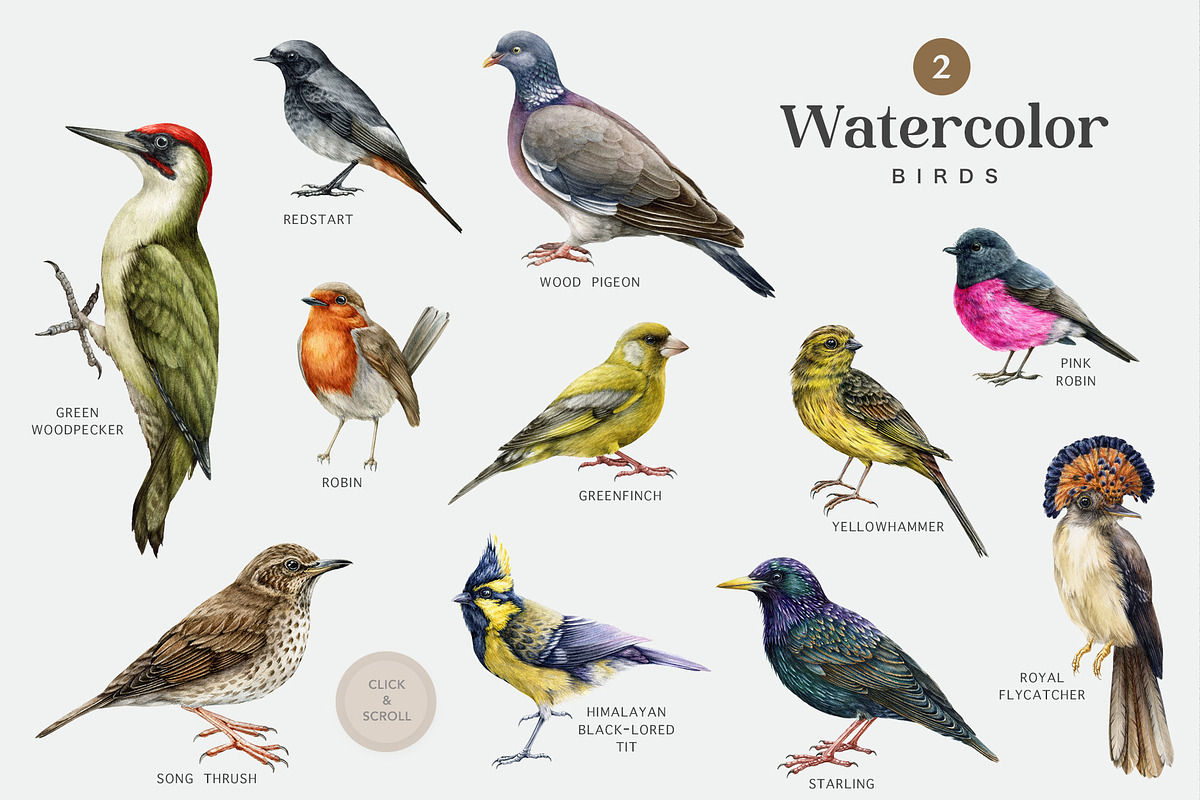 Forest Birds Watercolor Set, an Animal Illustration by AnitaPol (Photo 4 of 26)