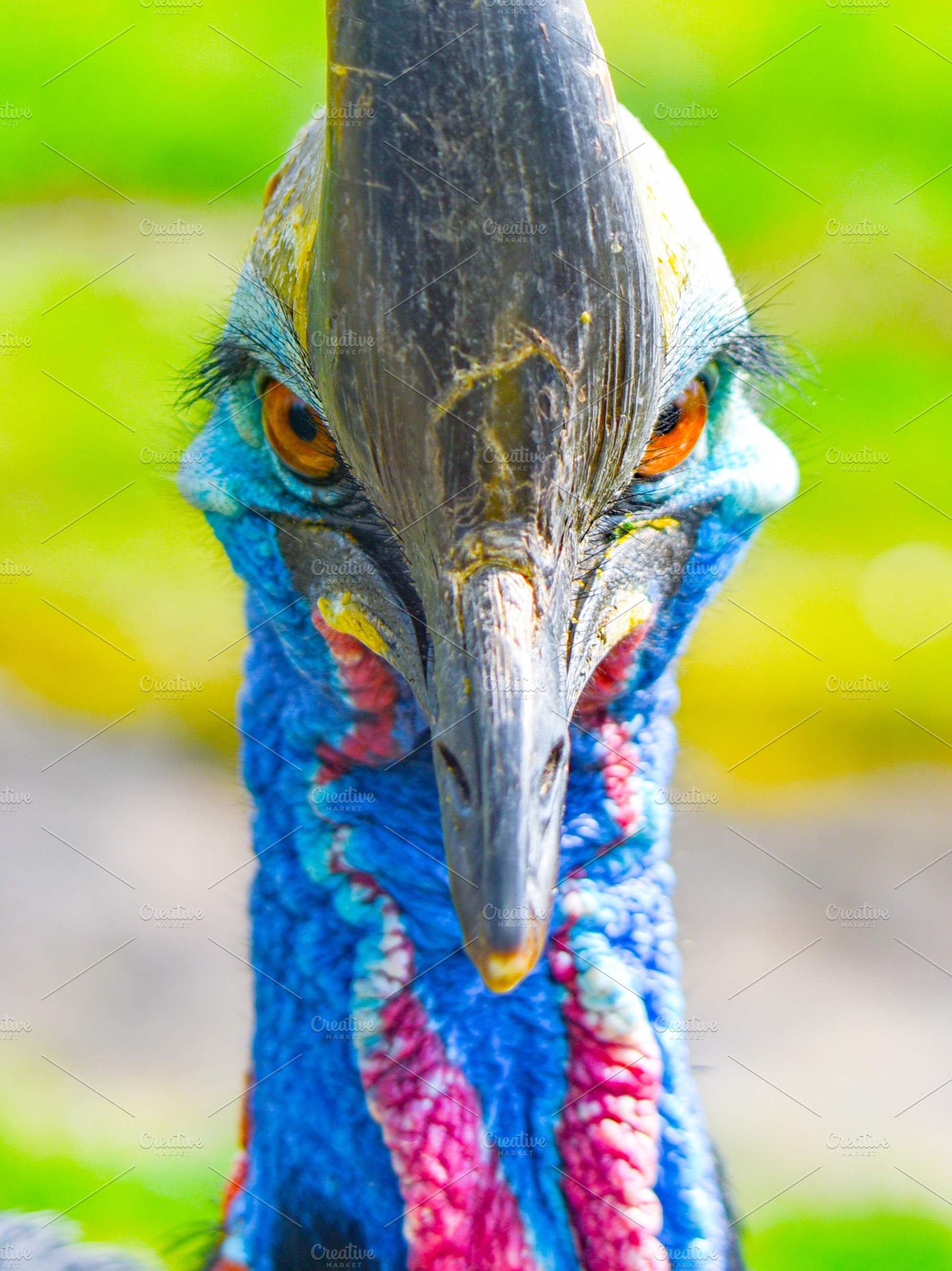 Southern cassowary, Casuarius, an Animal Photo by pytyczech