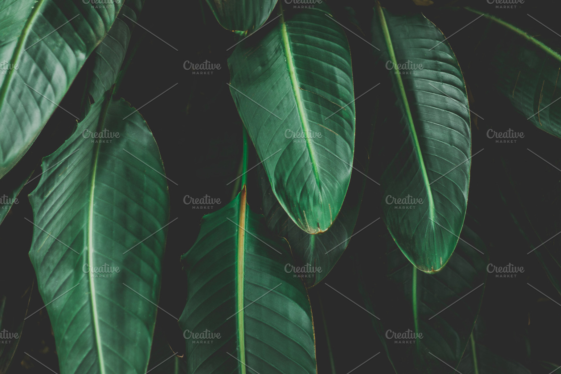 Minimalist Tropical Leaf Background, a Nature Photo by René Jordaan Photography
