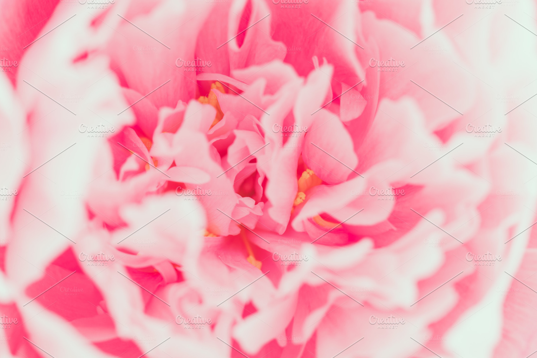 Macro photography of pink peony, a Nature Photo by Edalin's Store