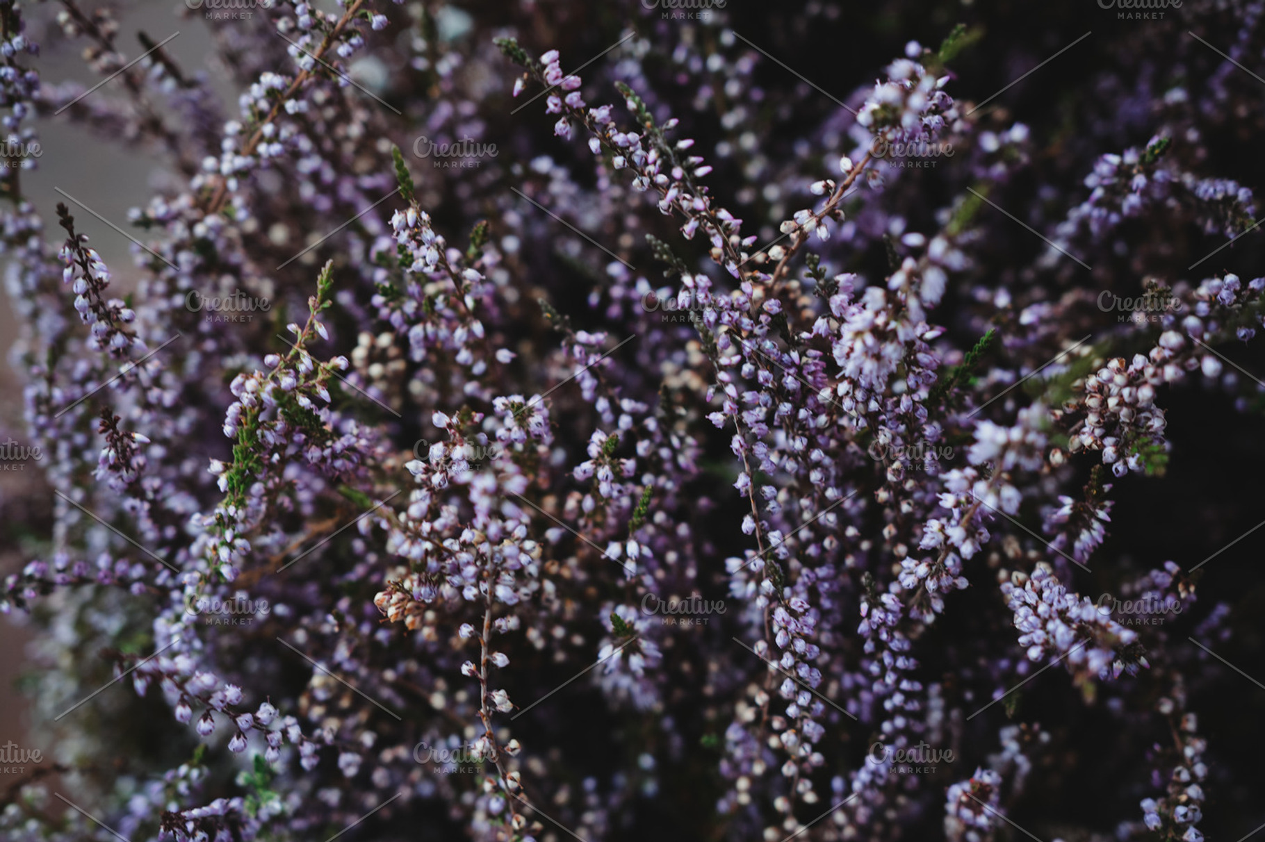 Lavender flowers background containing lavender, flower, and french, a Nature Photo by Pro.Motion