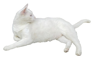 White cat resting isolated photo, an Animal Photo by DanFLCreativo