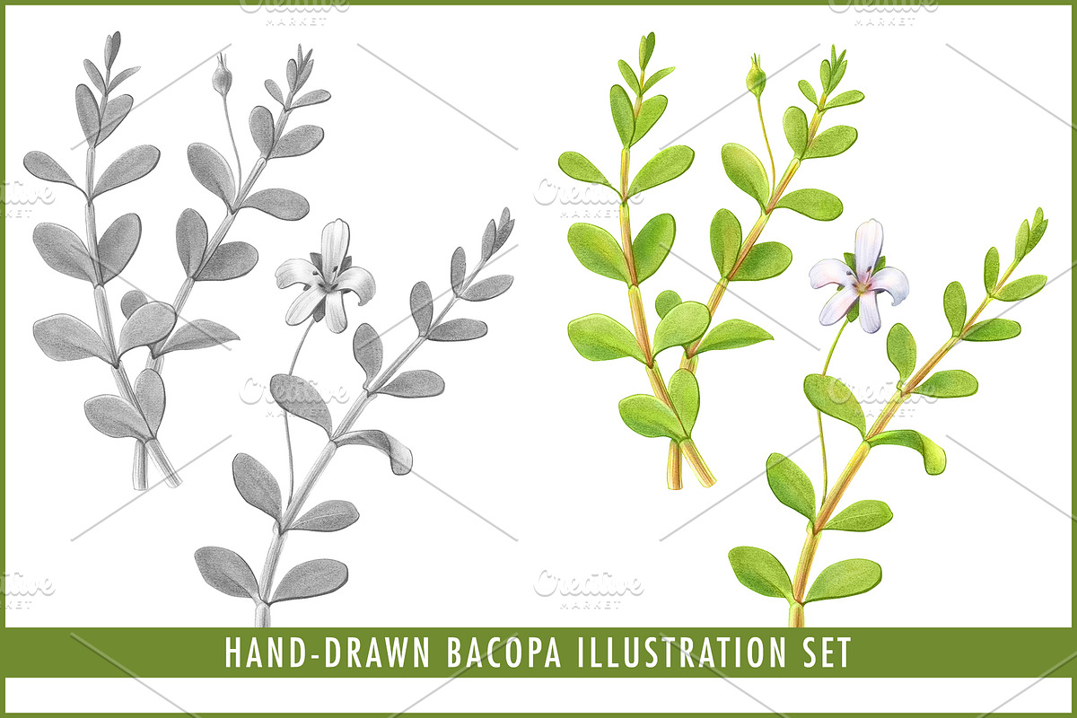 Bacopa Botanical Illustration Set, an Illustration by Anna Repp Illustration (Photo 1 of 7)