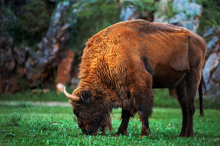 bison grazing in the field, an Animal Photo by Perpis