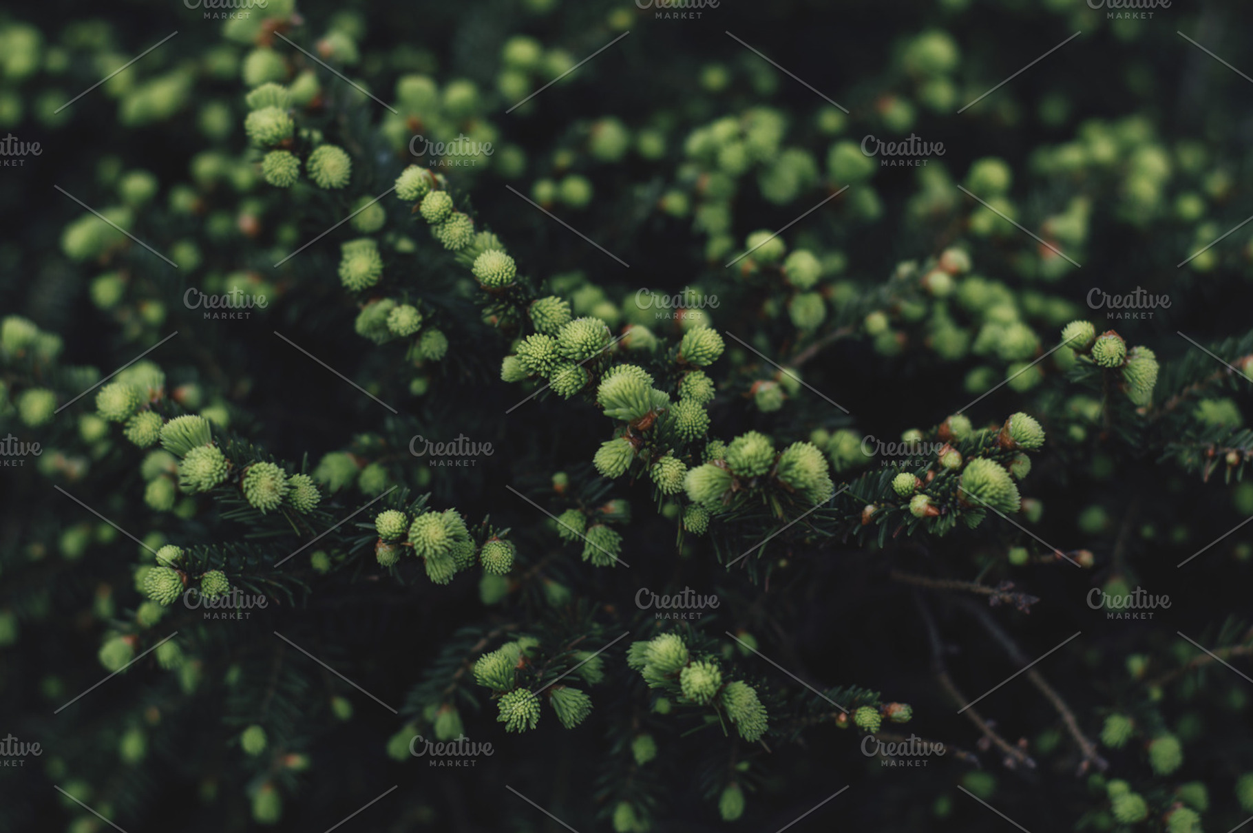 Nice green bush, a Nature Photo by Lukasz Oslizlo