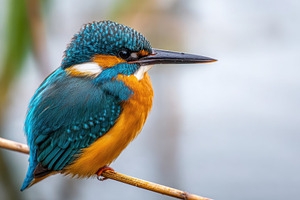 Colorful kingfisher perched by the water, an Animal Photo by AlyaAnd