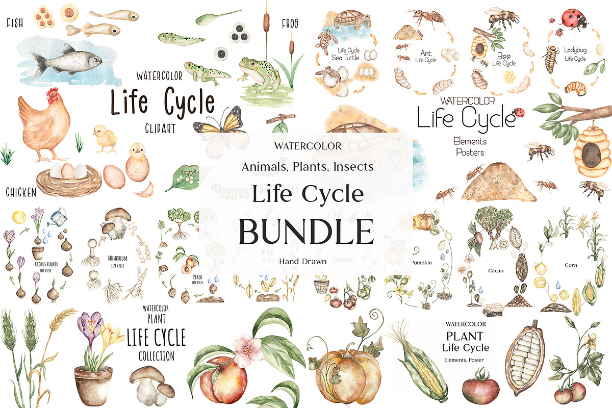 Watercolor Life Cycle Bundle, an Education Illustration by MayaNavits (Photo 1 of 22)