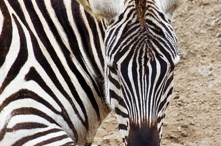 Lion Stock Photo Containing Animal And Picture preview 6