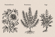 30 Medicinal Herbs & Plants, a Decorative Illustration by Gonez Studio (Thumbnail 9 of 19)