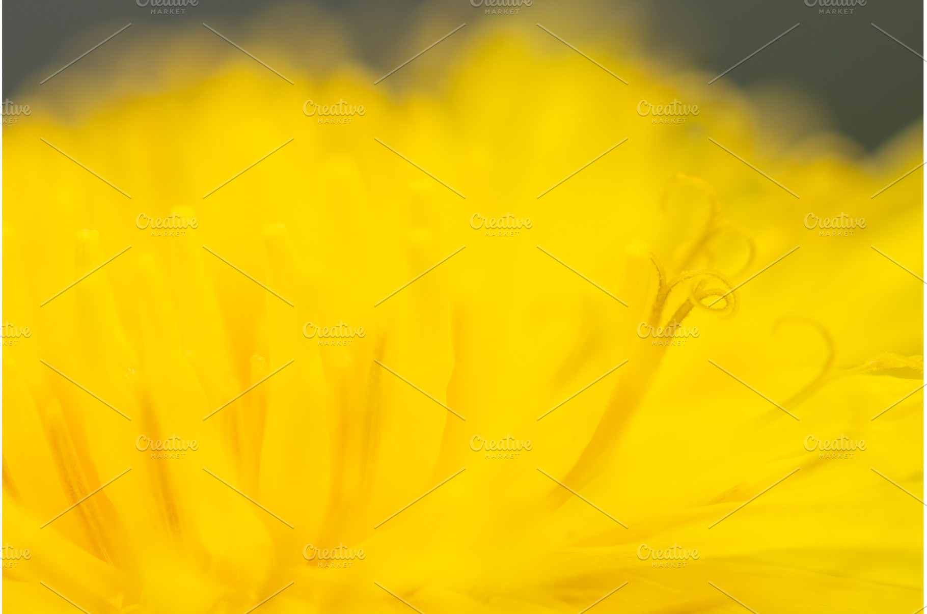 Extreme Macro of Yellow Dandelion, a Nature Photo by Pakosta