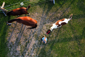 Horses #2, an Animal Photo by jakub_kopecky