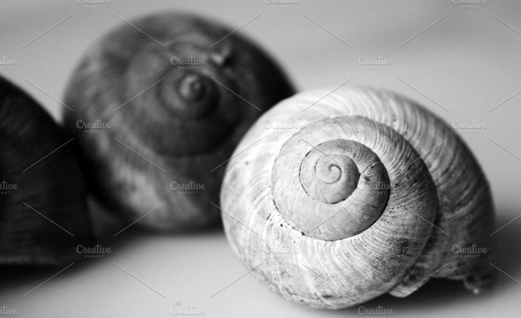 Black And White Snail House
