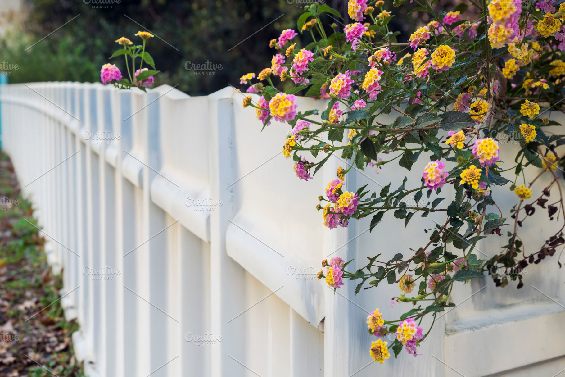 Colorful pink and yellow lantana flo, a Wallpaper Photo by Imaginarium