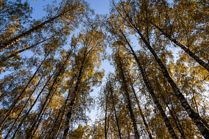 Tall birch tree trunks with yellow autumn foliage against a blue sky. Nature ba, a Nature Photo by Eugene_Photo