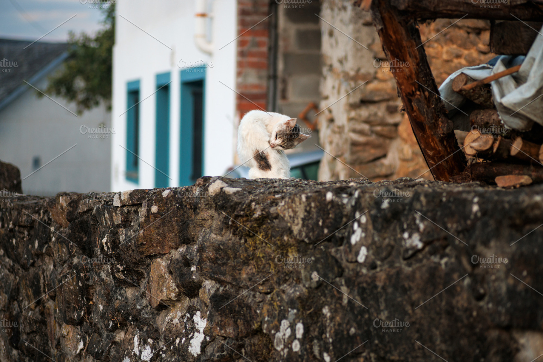 Small Cat Grooming Itself on a Stone Wall, Camino Primitivo, Spa, an Animal Photo by Bepslabor