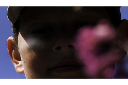Close up of blurred pink flower and, a Nature Photo by Media Whale Stock