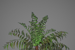 Alsophila Fern Young LOW