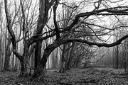 Halloween Forest pack 2018 Hi Res, a Nature Photo by Atmospheric visuals (Thumbnail 7 of 11)