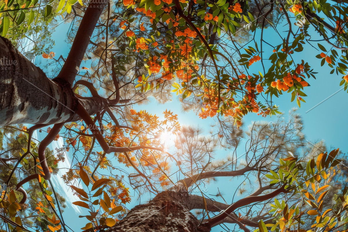 98 Trees view from below, a Nature Photo by Handmadefont (Photo 57 of 98)
