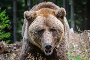 Brown bear foraging in a forested area with green foliage and tr