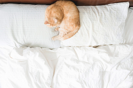 Cat sleeping on bed, an Animal Photo by The baking man