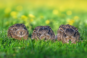 Three wild leverets resting in green spring grass, an Animal Photo by Byrdyak