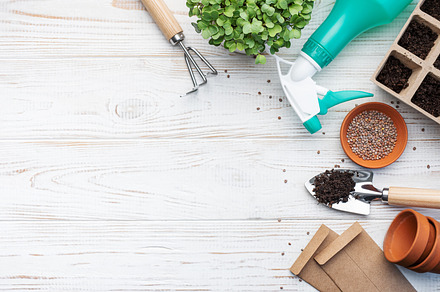 Gardening concept, planting at home, a Nature Photo by Olena Rudo