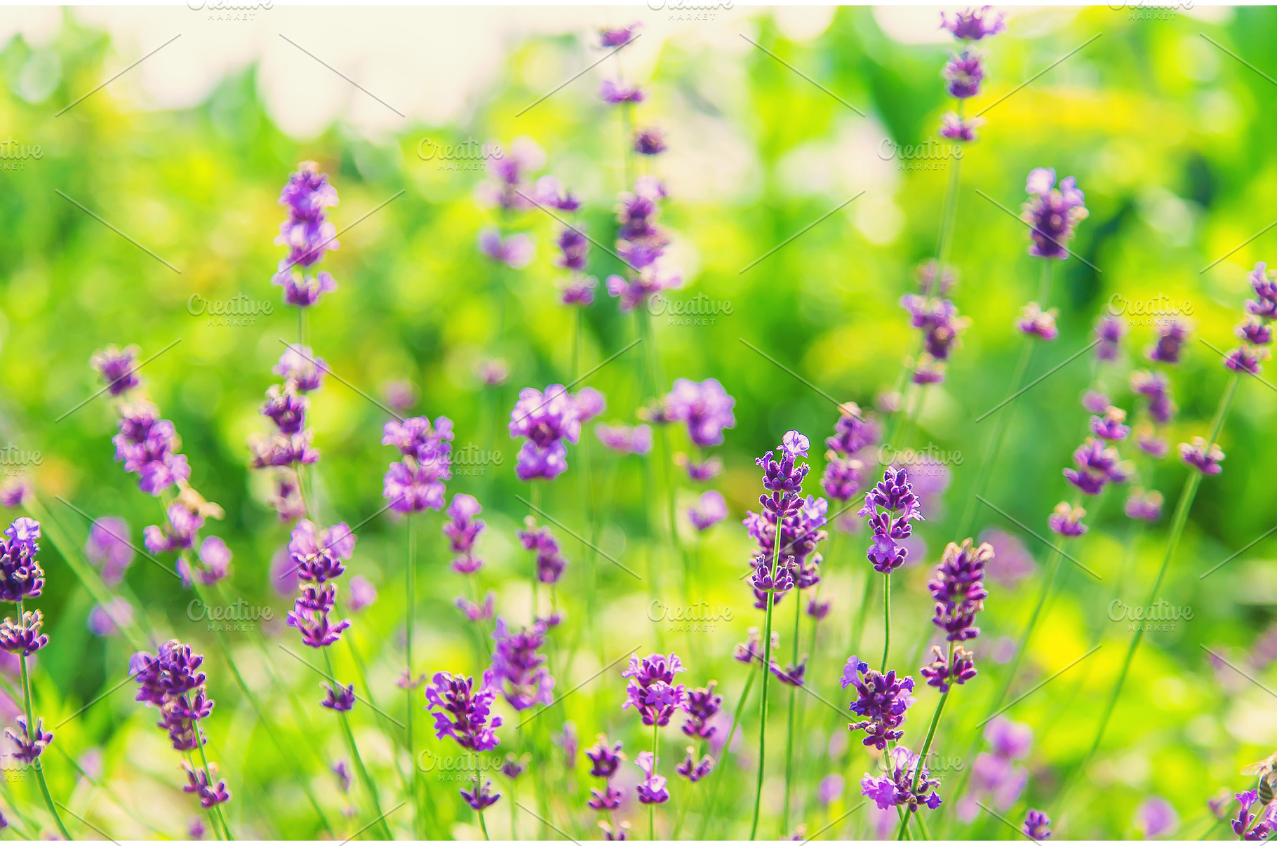 Blooming lavender in the garden, a Nature Photo by yanadjana