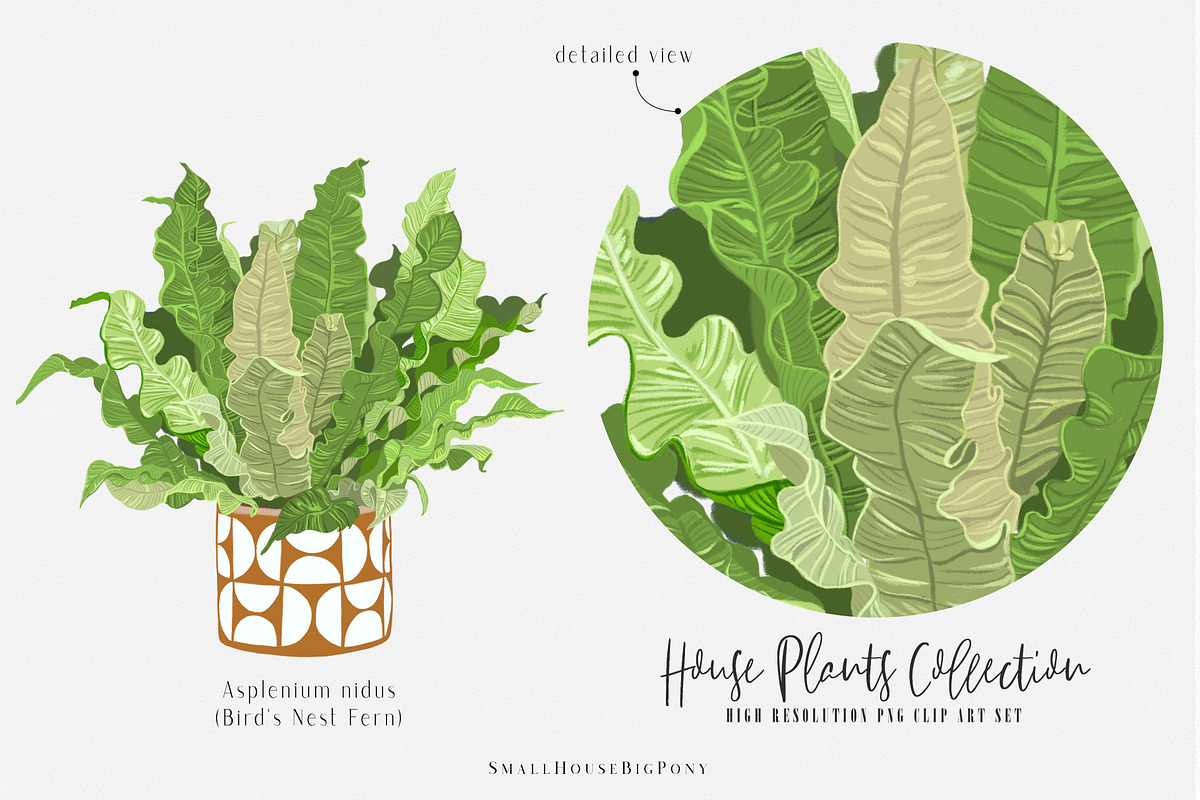 House Plants Collection Set II, a Graphic by SmallHouseBigPony (Photo 13 of 21)